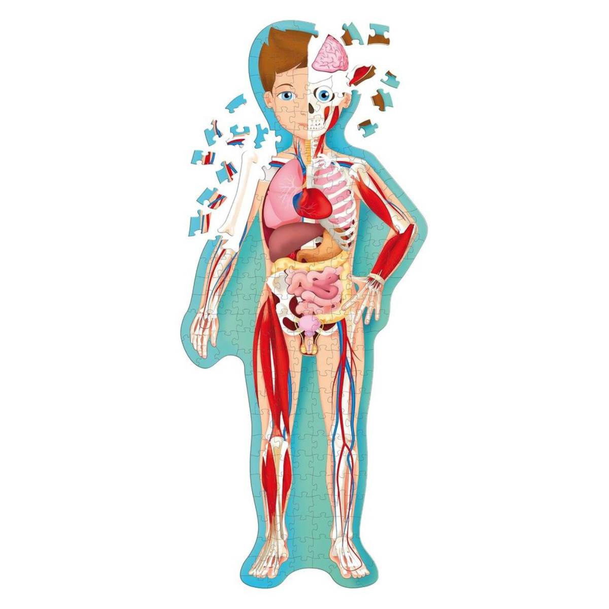 Puzle Rompecabezas Cuerpo Humano 200 piezas